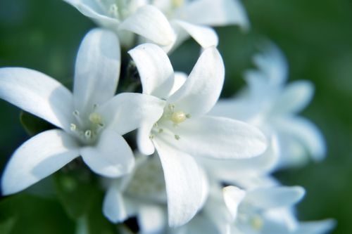 Balta,  Gėlės,  Gamta,  Žiedlapiai,  Minkštas,  Baltos Gėlės 3