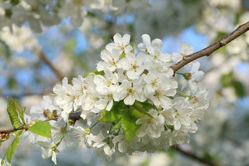 Baltos Gėlės,  Žydėjimo Vyšnios,  Filialas,  Pavasaris