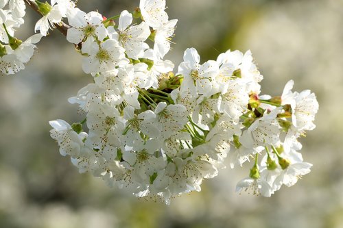Baltos Gėlės,  Žydėjimo Vyšnios,  Žydėjimo,  Pavasaris