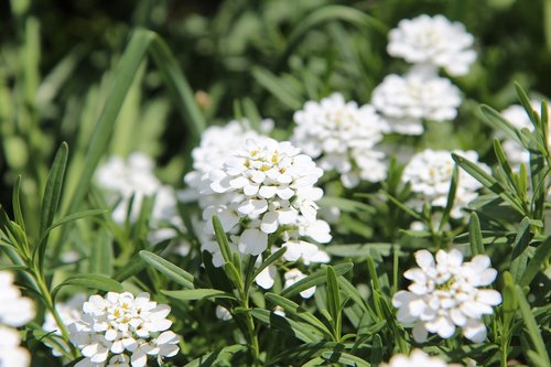 Baltos Gėlės,  Daugiamečių,  Alpinariumas,  Balta Gėlė,  Žydėjimas