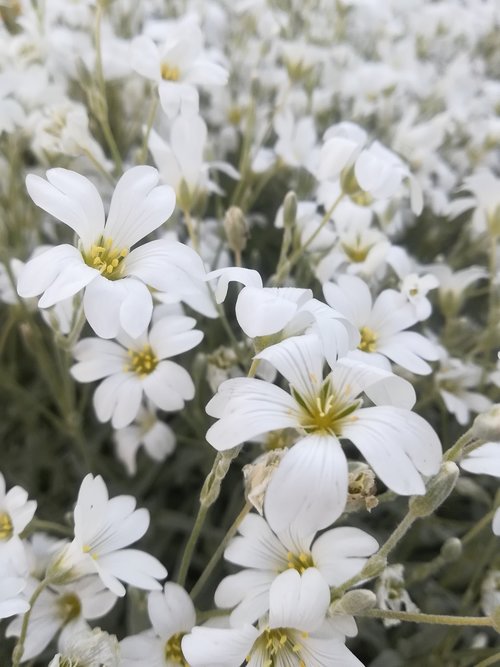 Baltos Gėlės,  Sodas
