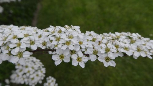 Baltos Gėlės,  Pavasaris,  Krūmas,  Romantika