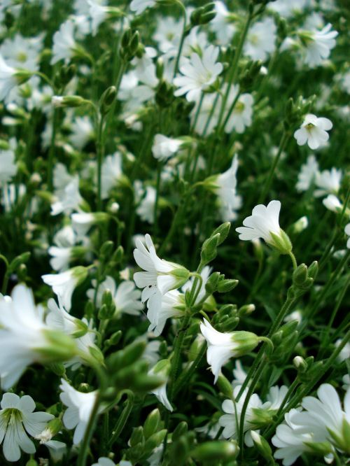 Baltos Gėlės, Mažos Gėlės, Žydintis Žolė, Pavasario Gėlės, Žydėti, Gražus