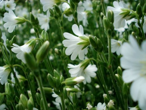Baltos Gėlės, Mažos Gėlės, Žydintis Žolė, Pavasario Gėlės, Žydėti, Gražus