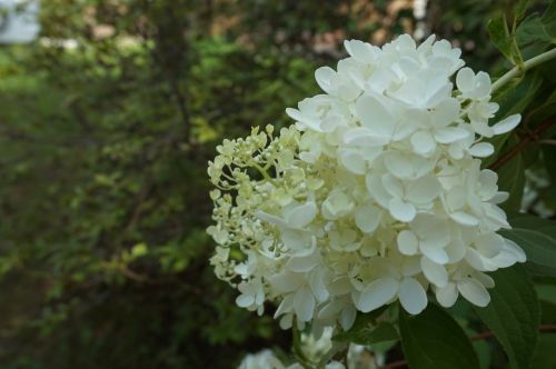 Baltos Gėlės, Grynas, Gamta