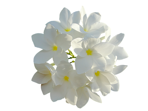 Baltos Gėlės, Gėlių Puokštė, Gėlės
