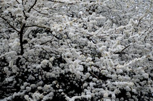 Medis,  Gėlės,  Gėlė,  Balta,  Sezonas,  Žiedadulkės,  Gamta,  Pavasaris,  Fonas,  Baltos Gėlės Ant Medžio