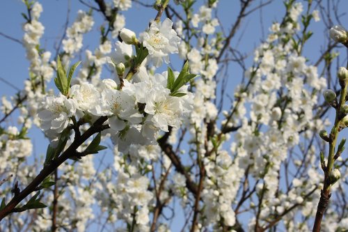 Baltos Gėlės Persikų,  Gėlės Pavasarį Su Mėlynu Dangumi