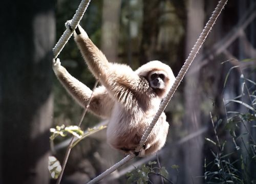 Balta Rankų Gibbon, Beždžionė, Gibbon, Gyvūnas, Hylobates Lar, Zoologijos Sodas, Vienna, Primatas, Ape, Sausos Nosies Pirmenybė