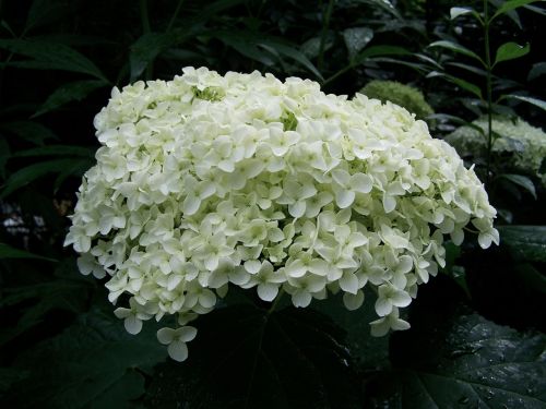 Balta Hydrangea, Gėlių Sodas, Vasaros Gėlė