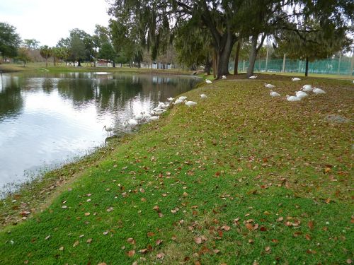 Baltas Ibis, Paukščiai, Vanduo, Flock, Miesto Parkas, Ocala Florida