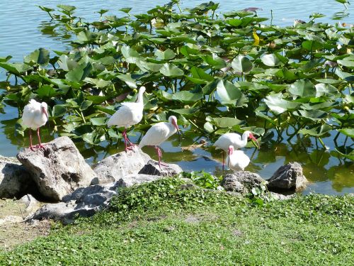 Baltas Ibis, Paukščių Stebėjimas, Laukinė Gamta, Ibis, Birding, Florida