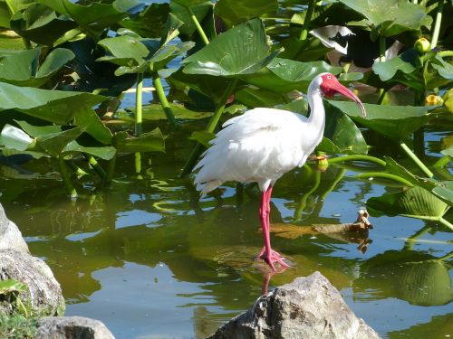 Baltas Ibis, Paukščių Stebėjimas, Laukinė Gamta, Gamta, Paukštis, Birding, Ibis, Florida