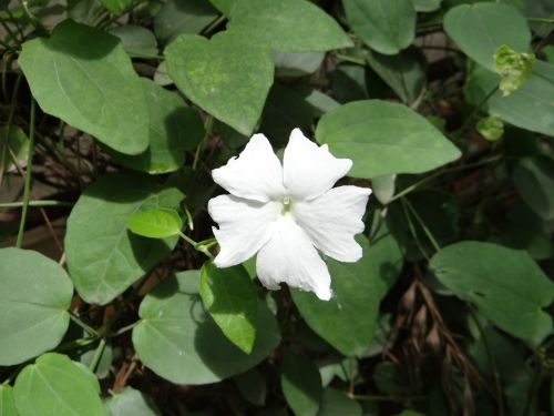 Baltoji Panele, Thunbergia, Dharwad, Karnataka, Indija, Gėlė