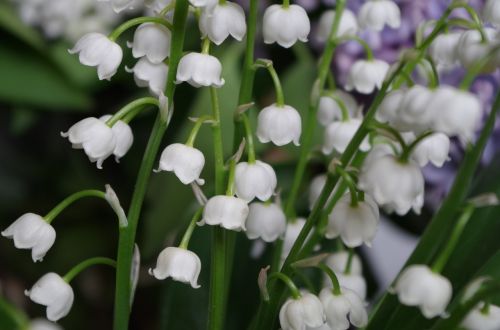 Baltos Lelijos Slėnyje, Gėlės, Augalas, Pavasaris
