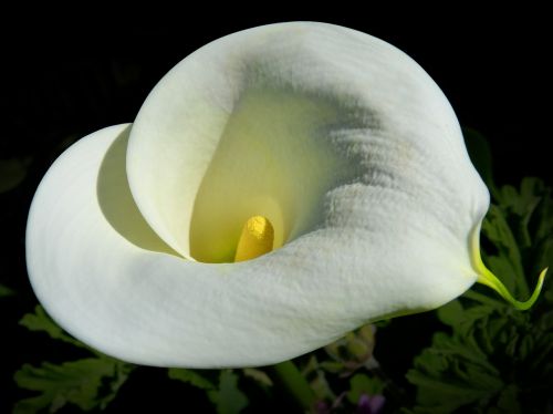 Balta Lelija, Viršutinis Vaizdas, Gėlė, Grožis, Grynumas