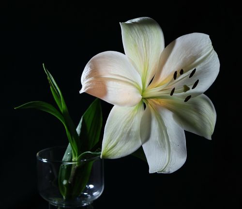 Balta Lelija, Gėlė, Flora, Floristas, Supjaustytos Gėlės, Aromatingas, Graži