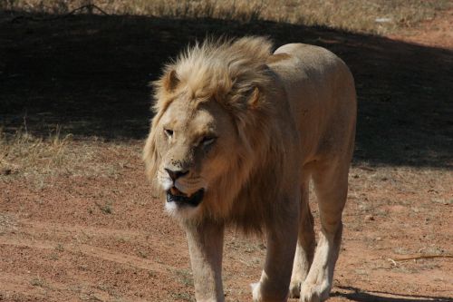 Baltasis Liūtas, Safari, Žiurkė, Liūtas