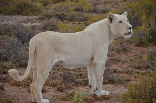 Baltas-Liūtas, Liūtas, Vaikščiojimas-Safari, Gyvūnas, Laukiniai, Balta, Laukinė Gamta, Afrika, Gamta, Laukinis Gyvūnas, Pigmentacija