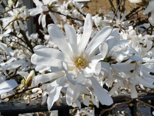 Balta Magnolija,  Žiedas,  Pavasaris,  Gamta,  Gėlė