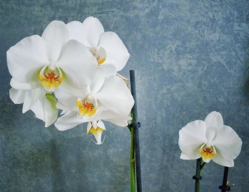 Balta Orchidėja, Orchidėja, Gėlė, Meno, Balta, Augalas, Zen, Pavasaris, Apdaila, Žiedas, Žiedlapis, Natūralus