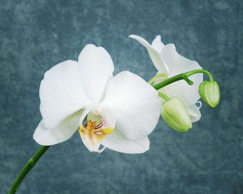 Balta Orchidėja, Orchidėja, Gėlė, Balta, Šviesus, Augalas, Zen, Natūralus, Žiedas, Botanika, Flora, Pavasaris, Filialas, Apdaila, Elegantiškas, Žiedlapis