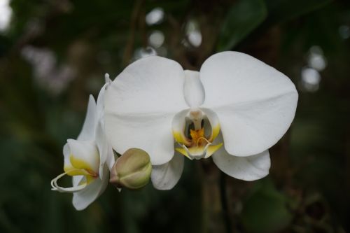 Balta Orchidėja, Gėlė, Žydėti