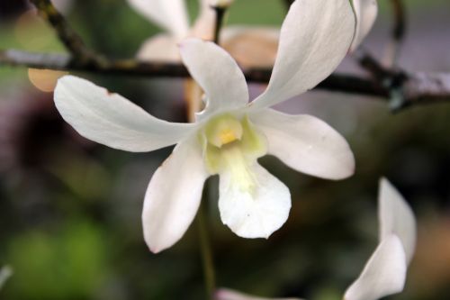 Balta & Nbsp,  Orchidėjos,  Gėlė,  Lapai,  Žiedlapiai,  Balta,  Balta Orchidėja