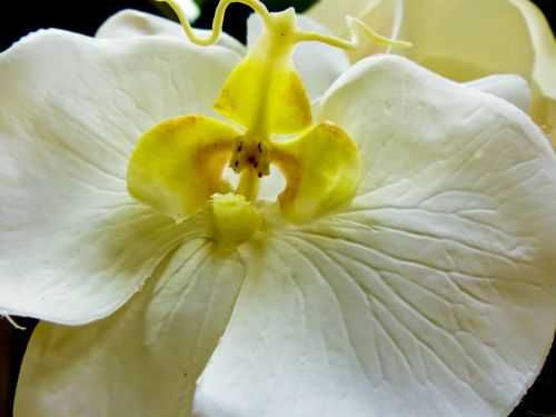 Gėlė,  Orchidėja,  Uždaryti,  Balta,  Geltona,  Balta Orchidėja