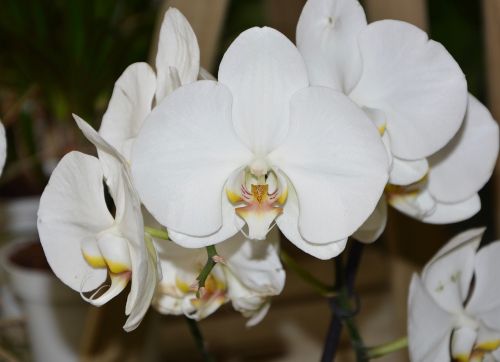 Balta Orchidėja, Apdaila, Kolektorius, Gamta, Balta Gėlė, Augalai Egzotiniai, Pasiūlyti Gėlių, Dovanos, Žydėjimas, Orchidaceae