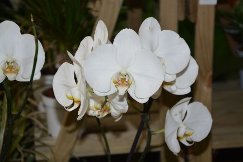 Balta Orchidėja, Baltos Gėlės, Pasiūlyti Dovaną, Žydėjimas, Orchidaceae, Flora, Apdaila, Egzotiškas, Žiedlapiai, Balta Gėlė