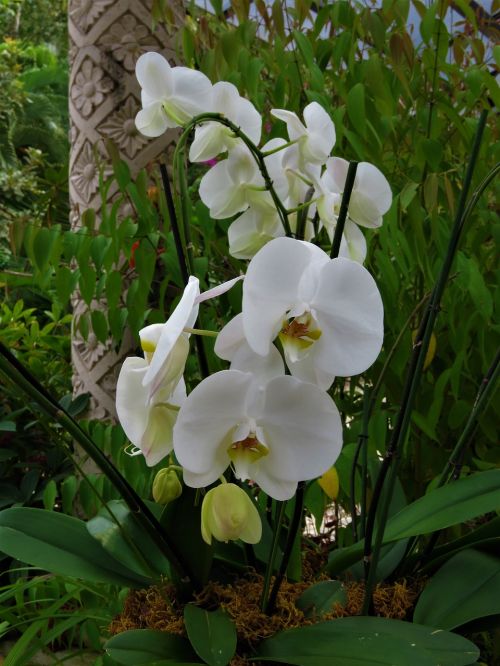 Balta Orchidėja, Gėlė, Atogrąžų Sodas
