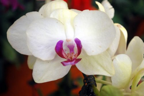 Orchidėja,  Orchidėjos,  Gėlė,  Orchidaceae,  Balta Orchidėja