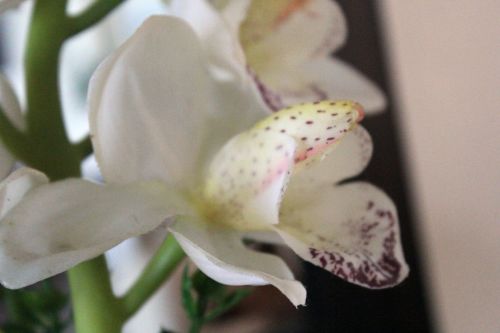 Balta & Nbsp,  Orchidėjos,  Gėlė,  Lapai,  Žiedlapiai,  Balta,  Balta Orchidėja 3