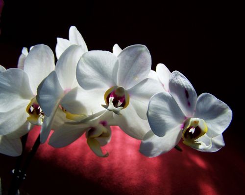 Balta Orchidėja,  Balta Gėlė,  Kambario Augalas