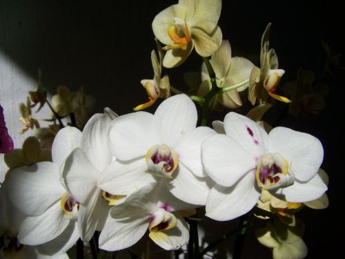 Balta Orchidėja, Geltona Orchidėja, Kambario Augalas