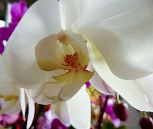 Gėlė,  Orchidėja,  Dovanos,  Gėlių,  Balta,  Geltona,  Vienas,  Balta Orchidėjų Gėlė