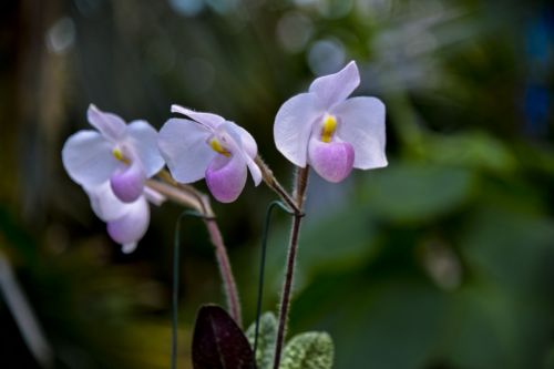 Orchidėja,  Gėlė,  Žydėti,  Erdvė,  Izoliuotas,  Dėmesio & Nbsp,  Į Priekį,  Subtilus,  Balta Orchidėjų Gėlė