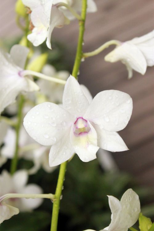 Balta,  Orchidėja,  Gėlė,  Žiedas,  Baltas Orchidėjų Gėlių Žiedas