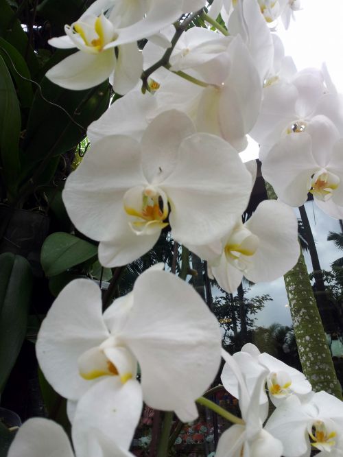 Balta,  Orchidėja,  Gėlė,  Žiedas,  Balta Orchidėjų Gėlė