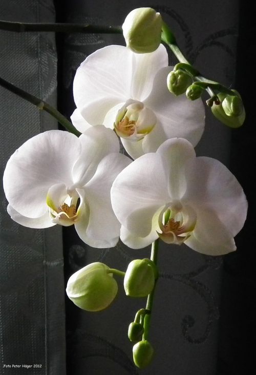 Orchidėja,  Orchidėjos,  Balta Orchidėja