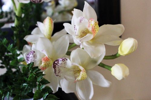 Orchidėjos,  Gėlė,  Balta & Nbsp,  Orchidėjos,  Žiedlapiai,  Fonas,  Balta,  Pumpurai,  Lapai,  Orchidėja,  Gėlės,  Baltos Orchidėjos