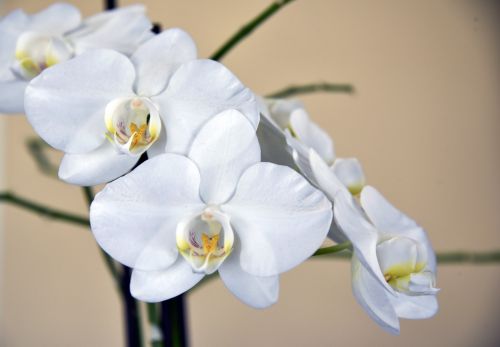 Orchidėjos,  Gėlės,  Gėlė,  Izoliuotas,  Fonas,  Balta,  Grietinėlė,  Baltos Orchidėjos