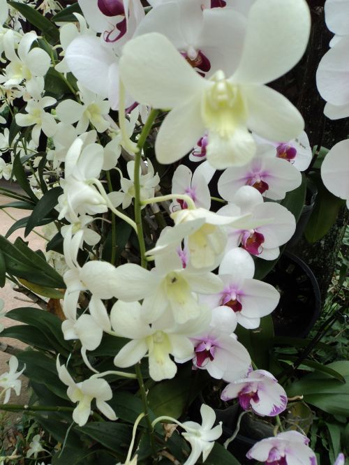 Balta & Nbsp,  Orchidėjos,  Gėlė,  Lapai,  Žiedlapiai,  Balta,  Balti Orchidėjos 2