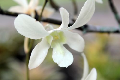 Balta & Nbsp,  Orchidėjos,  Gėlė,  Lapai,  Žiedlapiai,  Balta,  Baltos Orchidėjos 3