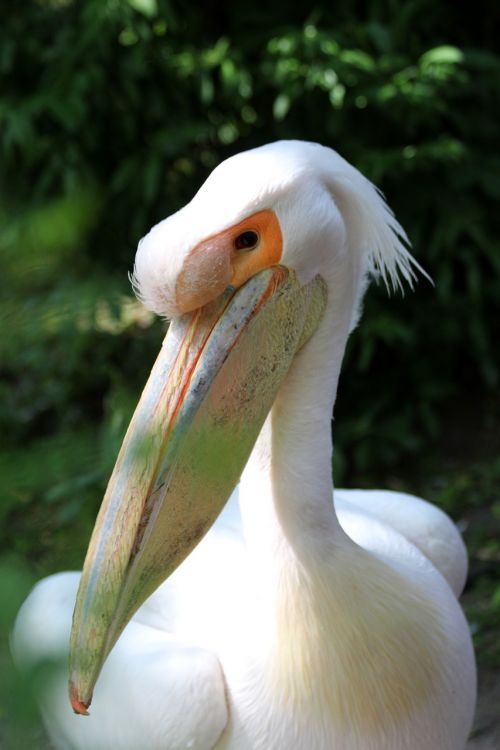Baltas Pelikanas, Paukštis, Pelican, Pelecanus Onocrotalus, Snapas, Akis, Paukščio Galva