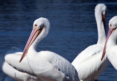 Pelican,  Paukštis,  Paukščiai,  Balta,  Laukinė Gamta,  Balti Pelikanai