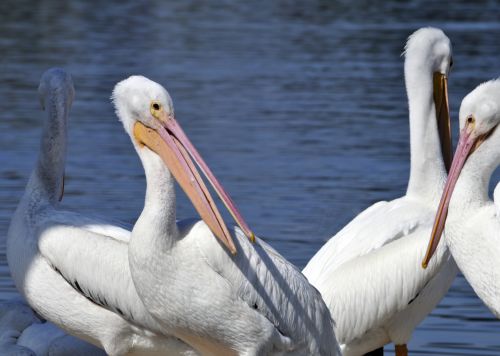 Pelican,  Paukštis,  Paukščiai,  Balta,  Laukinė Gamta,  Balti Pelikanai