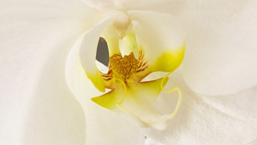 Orchidėja,  Antetas,  Balta,  Geltona,  Iš Arti,  Phalaenopsis,  Balta Fanaenopsis Orchidėja