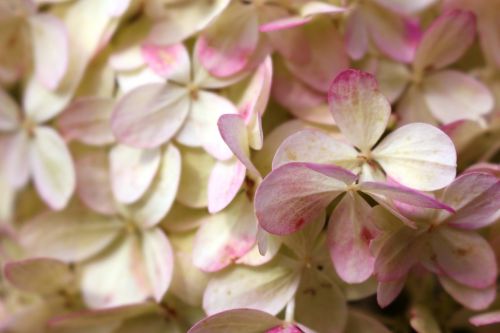 Baltos Rožinės Gėlės, Romantiškas, Žvilgantis Rožinis, Panicle Hortenzija, Uždaryti, Nostalgiškas
